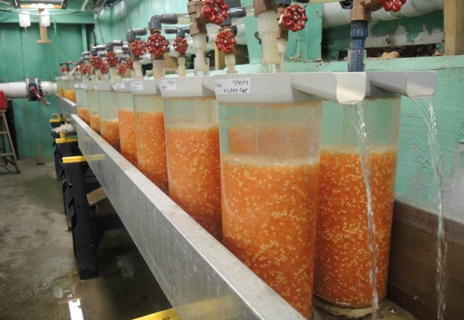 Importancia de la calidad del agua en los Hatcheries