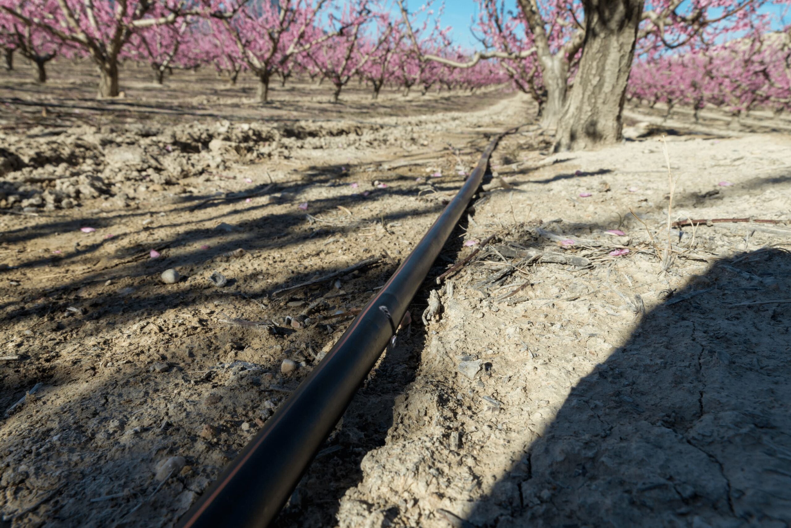 Avantages de l'irrigation au goutte-à-goutte